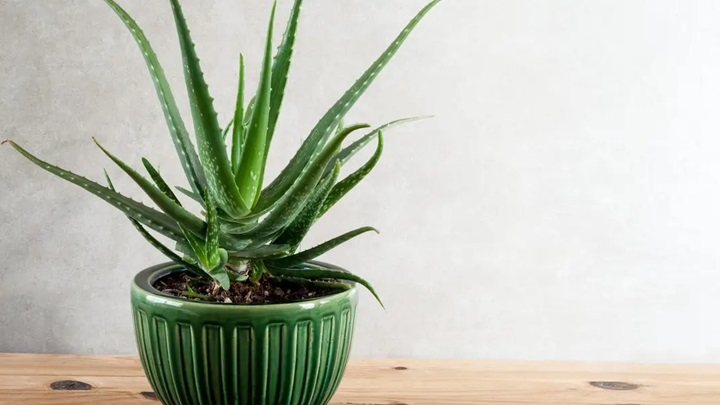 آلوئه ورا (Aloe vera) برای اتاق خواب شما