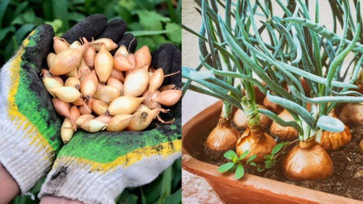 کاشت پیاز را از ته پیاز در خانه به صورت مرحله به مرحله و با نکات کلیدی کاشت پیاز را از ته پیاز در خانه به صورت مرحله به مرحله و با نکات کلیدی
