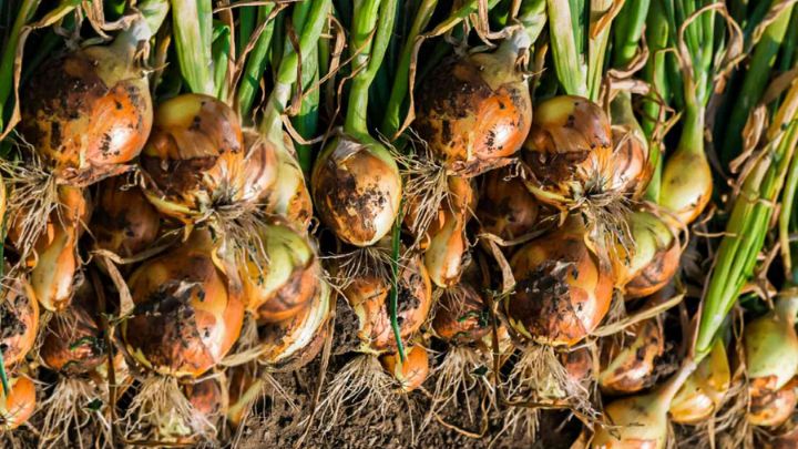 نگهداری پیاز نگهداری پیاز