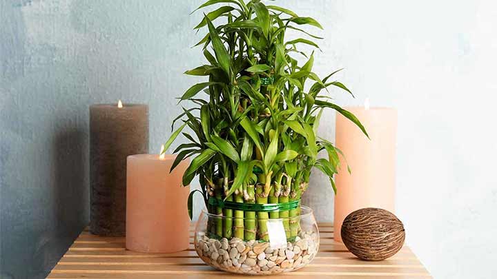 رهایی از اضطراب و استرس با نگاه کردن به گیاه سبز