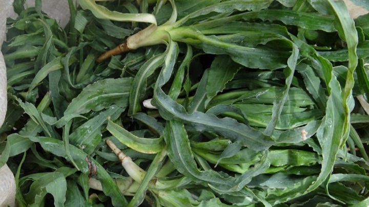 مراحل تهیه غازیاغی پلو مراحل تهیه غازیاغی پلو