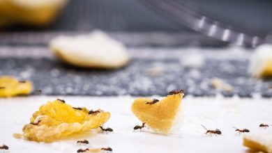 روش‌های دور کردن مورچه از خانه