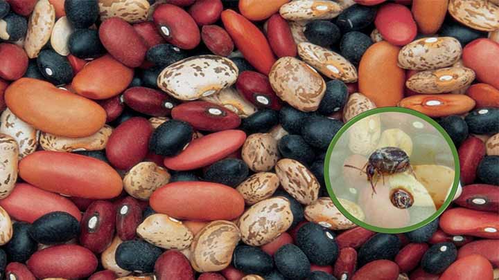 استفاده از مواد جاذب رطوبت برای جلوگیری از حشره زدن لوبیا استفاده از مواد جاذب رطوبت برای جلوگیری از حشره زدن لوبیا