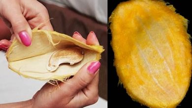 15 خواص شگفت انگیز هسته انبه