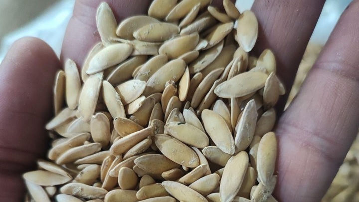 سلامت روده با تخم خربزه سلامت روده با تخم خربزه