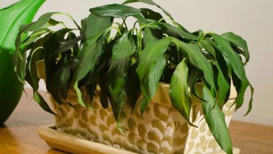 علت شل شدن برگ گیاه آپارتمانی