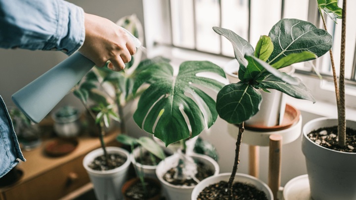 آفت و بیماری از دلایل شل شدن برگ گیاهان آپارتمانی آفت و بیماری از دلایل شل شدن برگ گیاهان آپارتمانی