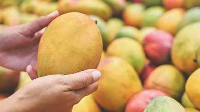 10 راه تشخیص انبه رسیده از کال