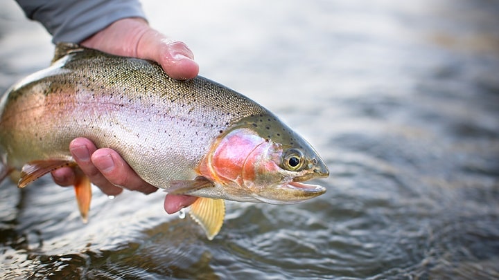 با این روش ماهی قزل آلای سالم را از فاسد تشخیص بده!