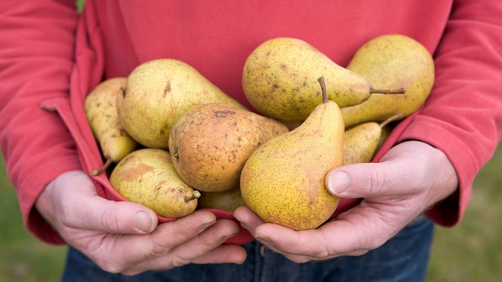 گلابی از شاه میوه‌های خوشمزه و مفید