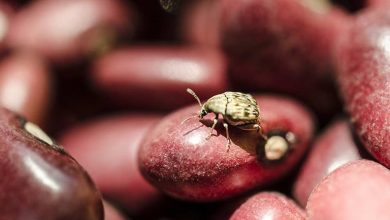 با این ترفندها از حشره زدن لوبیا جلوگیری کنید!