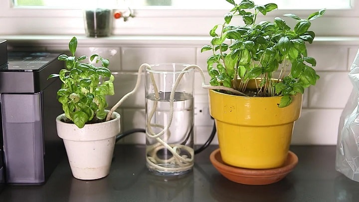 آبیاری گیاهان با فیتیله آبیاری گیاهان با فیتیله