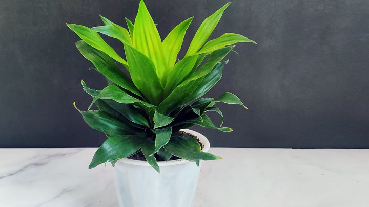 گلهای آپارتمانی که نیاز به نور ندارند گلهای آپارتمانی که نیاز به نور ندارند