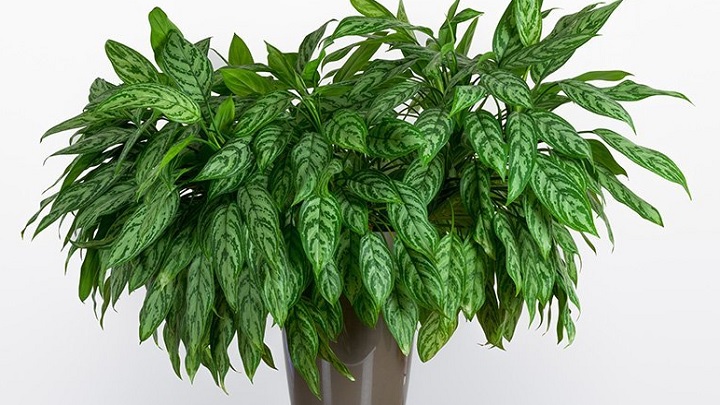 گلهای آپارتمانی که نیاز به نور ندارند گلهای آپارتمانی که نیاز به نور ندارند