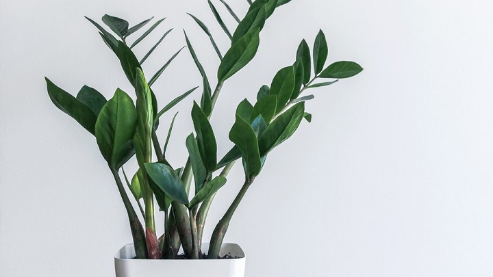 گل‌های آپارتمانی که نیاز به نور ندارند