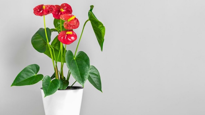 گلهای آپارتمانی که نیاز به نور ندارند گلهای آپارتمانی که نیاز به نور ندارند