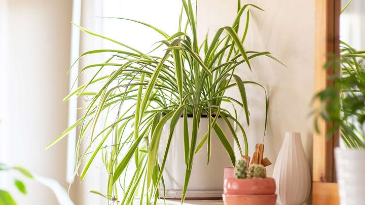 گلهای آپارتمانی که نیاز به نور ندارند گلهای آپارتمانی که نیاز به نور ندارند