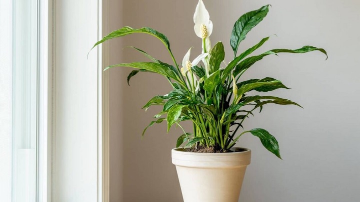 اسپاتی گیاه خوش شانسی