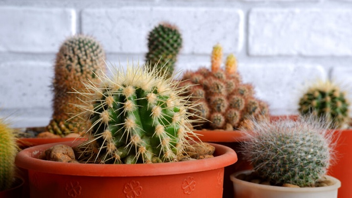 گیاه کاکتوس اسپاتی گیاه خوش شانسی