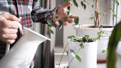 مکانهای مرگبار در خانه برای قرار دادن گیاهان آپارتمانی کجا هستند؟