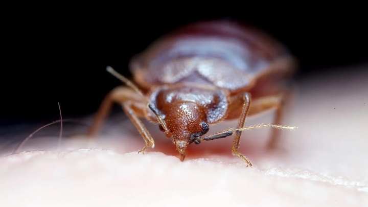 همه چیز در مورد ساس همه چیز در مورد ساس