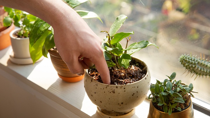 از کجا بفهمیم گل نیاز به آب دارد؟  از کجا بفهمیم گل نیاز به آب دارد؟