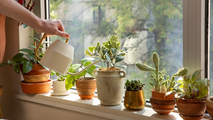 از کجا بفهمیم گل نیاز به آب دارد؟  از کجا بفهمیم گل نیاز به آب دارد؟