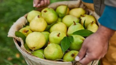 با این 3 روش گلابی کال را رسیده کنید