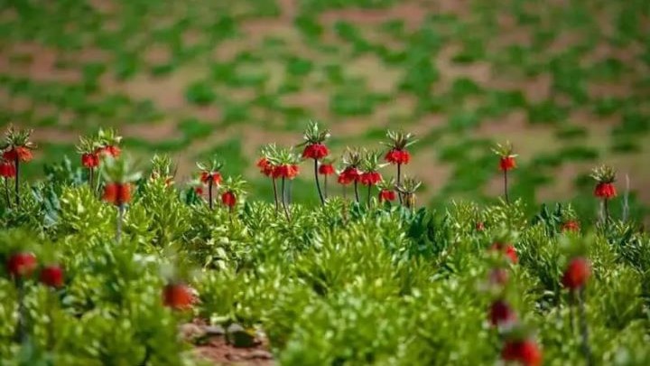 کوهرنگ (چهارمحال و بختیاری) کوهرنگ (چهارمحال و بختیاری)