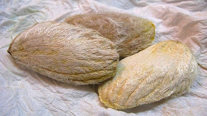 با خواص هسته انبه برای آقایان آشنا شوید!