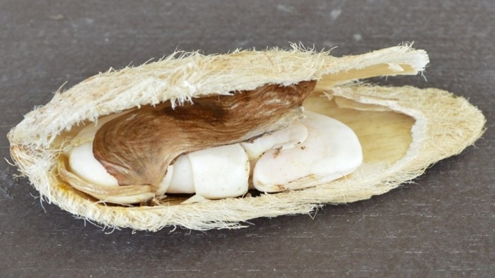 مراحل تهیه دمنوش هسته انبه مراحل تهیه دمنوش هسته انبه