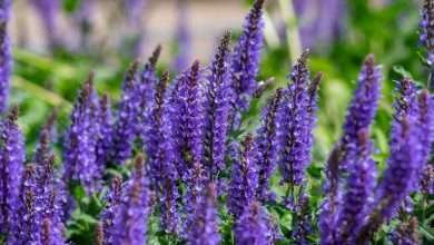 ترمز پیری با مریم گلی؛ گیاهی معجزهآسا برای زیبایی و جوانی