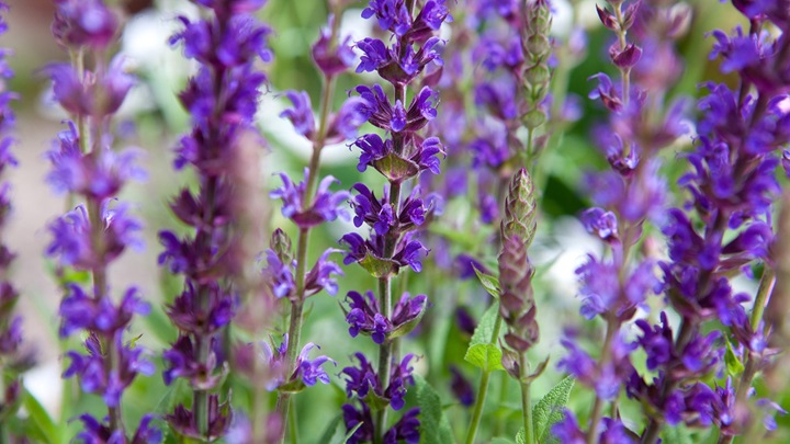 راز جوانی با مریم گلی راز جوانی با مریم گلی