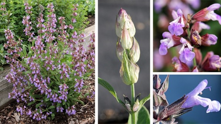 اثرات مریم گلی بر زیبایی و جوانی اثرات مریم گلی بر زیبایی و جوانی