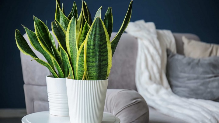 سانسوریا برای تصفیه هوا سانسوریا برای تصفیه هوا