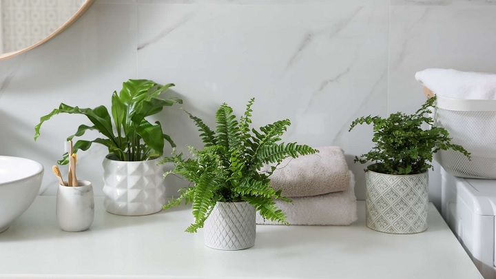 سرخس برای تصفیه هوای آپارتمان سرخس برای تصفیه هوای آپارتمان