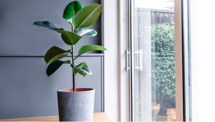 فیکوس برای تصفیه هوا فیکوس برای تصفیه هوا