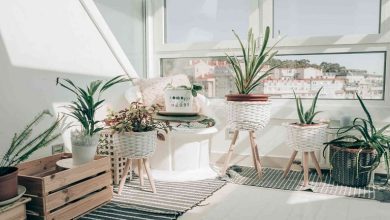 بهترین گل‌های آپارتمانی مقاوم و همیشه سبز کدامند؟