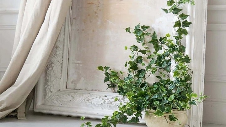 گل آپارتمانی پاپیتال