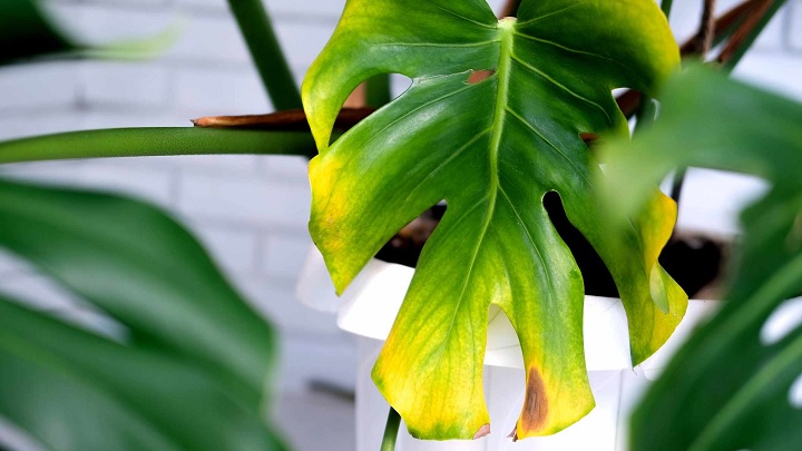 خشکی هوا از دلایل سوختگی برگ گیاهان آپارتمانی