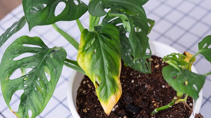 کمبود مواد مغذی از دلایل سوختگی برگ گیاهان آپارتمانی