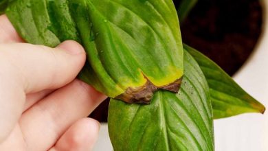 علت سوختن نوک برگ گیاهان آپارتمانی