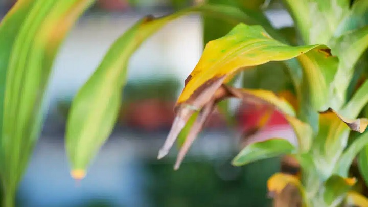 درمان سوختگی برگ گیاهان