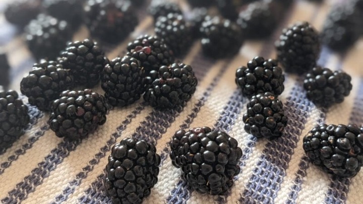 نگهداری شاتوت برای طولانی مدت در فریزر