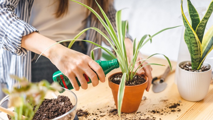 استفاده از هورمون رشد برای رشد گیاهان آپارتمانی
