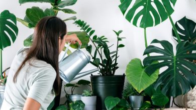 چند ترفند غیر قابل باور برای رشد سریع گیاهان آپارتمانی!