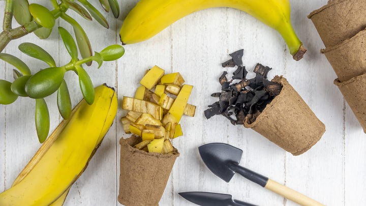 تاثیر پوست موز در پرورش گیاهان آپارتمانی