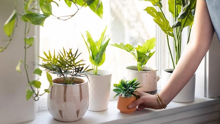 راهکارهایی برای رشد انفجاری گیاهان آپارتمانی