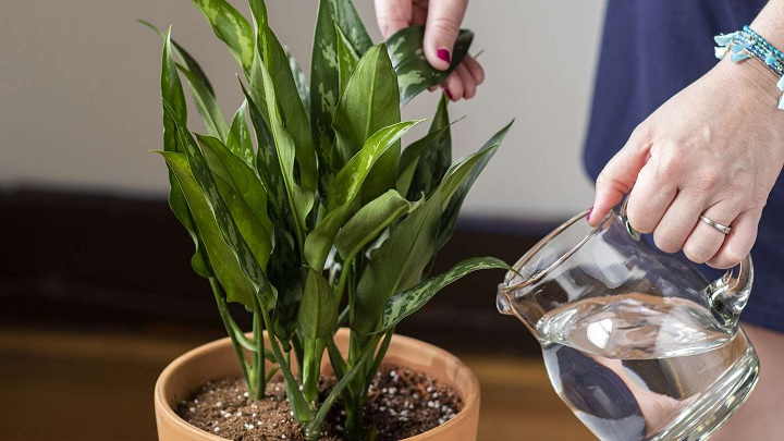 استفاده از قهوه برای رشد سریع گیاهان آپارتمانی