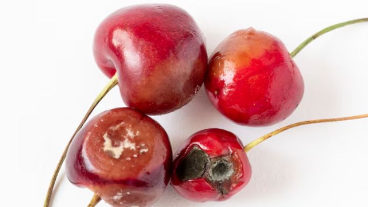 ظاهر گیلاس را به خوبی بررسی کنید